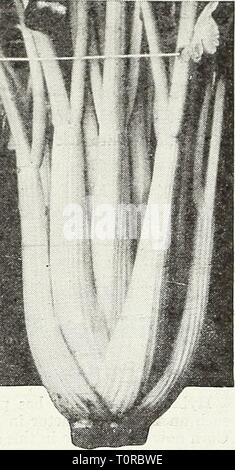 Dreer's 1948 - Il nostro centodecimo Dreer's 1948 - Il nostro centodecimo anno dreers1948i nostri1101948henr Anno: 1948 Celeri, Fr. Sedano, Apia, Ital. Il sedano apio, Sp. Sellerie Bleicli, Ger. Il trattamento di sementi con Cuprocide Semesan o. Uno oncia produce circa 1000 piante. Le date di scadenza per il sedano sono da impostazione e S5 giorni dovrebbe essere aggiunto per la produzione di vegetali. Per un tempestivo avvio di raccolto i semi in ambienti interni in febbraio e per un tardo prodotto intorno al 1 aprile. 279 Cornell #19. 100 giorni. Un inizio, facile - sbiancando, fusarium - qualità resistente di sedano con lunga, cuori pieni di un bel colore giallo. Pkt. 20c; Yi oz. SSc; Yi oz. Foto Stock