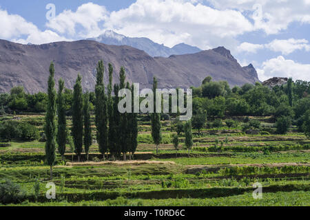 Un attraente vista di pioppo circondato dalla coltivazione di grano terrazze in un bellissimo villaggio Hoper nel distretto di Nagar, Pakistan Foto Stock