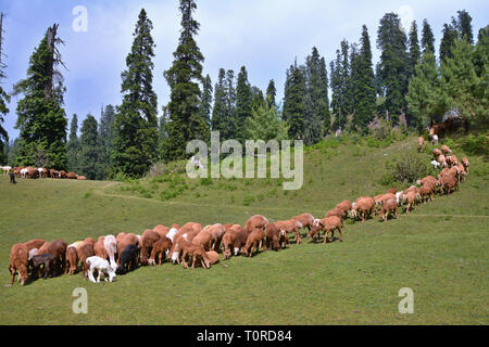 Un gregge di pecore al pascolo in corrispondenza di un alpeggio in Valle Naran, Pakistan Foto Stock