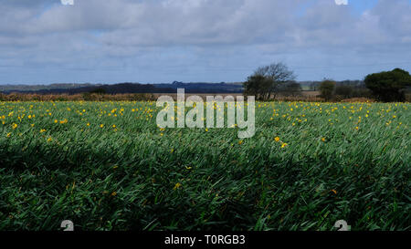 Un campo di narcisi in Cornwall, Regno Unito Foto Stock