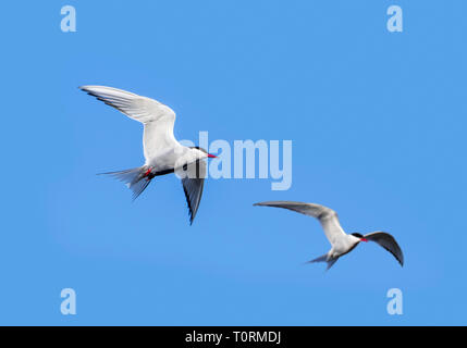 Due le sterne artiche (Sterna paradisaea) in volo contro il cielo blu Foto Stock