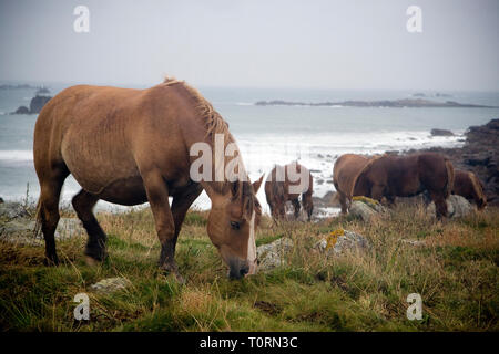 Cavalli al pascolo ai Landunvez Portsall Bretagna Francia Foto Stock