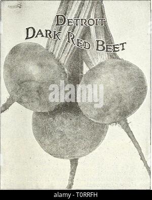 Dreer lampadine del 1921 (1921) Dreer lampadine del 1921 dreersbulbs19211921henr Anno: 1921 Dreer'sVegfetable semi per caduta la piantagione e forzando i semi di ortaggi mailedfree in pacchetti, Grammi o Libbre. Se Beant Aggiungi spedizione come indicato. Fagioli, Nano o BUSH se i fagioli sono voluto da pacchi Aggiungi spedizione come segue: a punti ad est del fiume Mississippi 7 cts. pel* lb. A punti a ovest del fiume Mississippi 12 cts. per libbra. Pacchetto di qualsiasi varietà Fagiolo 10 cts., postpagato. LB. 2 LBS. 10 LB9. Veas o Onion imposta sono ricercati hy pacchi postali, capolavoro costringendo Bean , $1 00 ?1 75 Imp. Precoce supplementari di Valentino Rossi. .. 30 55 B Foto Stock