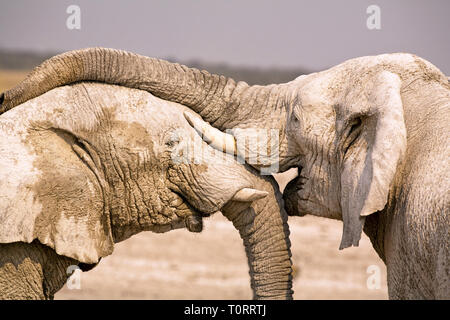 Africa, Namibia, Etosha NP. Due giovani elefanti avendo divertimento. Foto Stock