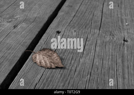 Una foglia caduta indica l'inizio dell'autunno. Asturias, Spagna. Foto Stock