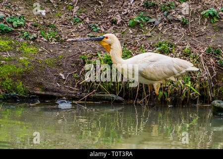 Eurasian spoonbill bird a piedi attraverso l'acqua, primo piano di una comune trampolieri Foto Stock