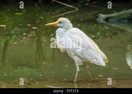 Bianco airone guardabuoi camminare attraverso l'acqua, ben distribuito heron in tutto il mondo Foto Stock