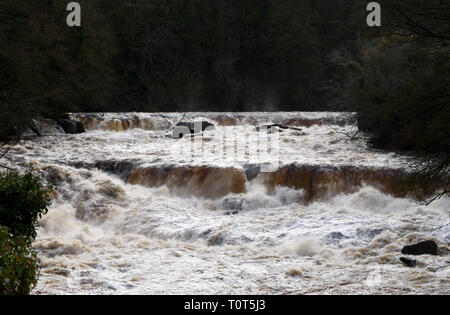 Aysgarth cade nel flusso completo Foto Stock