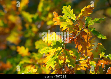 Quercia inglese o pedunculate (quercus rober), forse sessile o rovere (quercus petraea), una foto retroilluminata delle foglie che cambiano colore in autunno. Foto Stock