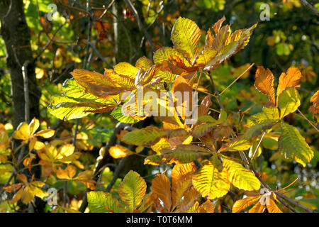 Ippocastano o Conker Tree (Aesculus hippocastaneum), una retro-illuminato colpo di foglie come cambiano colore in autunno. Foto Stock