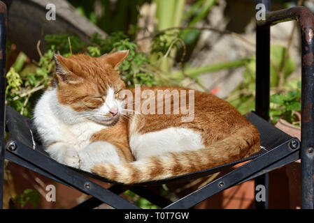 Gatto randagio di dormire sulla poltrona in Plaka, Atene, Grecia Foto Stock