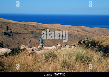 Pecore sul sentiero verso il basso per Te Oka Bay sulla Penisola di Banks sul nuovo Zealands Isola del Sud, vicino a Christchurch. Foto Stock