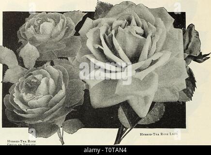 Dreer's garden prenota 1916 (1916) Dreer's garden prenota 1916 dreersgardenbook1916henr Anno: 1916 MI82finiHEMRTADREER-PHILADELPHIA'fAm • Selezionare rose v Hybrid-Tea Rose Gruss uno Teflitz selezionare Elenco di ibrido=Tea Rose- con le conserve di Edward /Vlawley (McGredy, 1911). Una bella e ricca crim- figlio, ha toccato con il Bordeaux, con una deliziosa lucentezza vellutata sulla petali che sono grandi, formando un grande fiore con alto centro globulari. La crescita è forte e i fiori sono portati a profusione. Medaglia d Oro dalla Nazionale Società di rose. Ellen Willmott (Bernaix, 1899). Bianco puro sull'esterno p Foto Stock