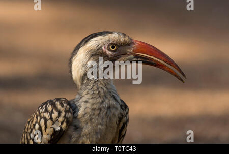 Close up di un rosso-fatturati hornbill nel parco nazionale di Kruger, Sud Africa Foto Stock