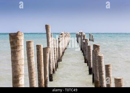 Gabbiani e Pellicani poggiante su resti di legno abbandonate sul molo di Caye Caulker isola caraibica del Belize America Centrale Foto Stock