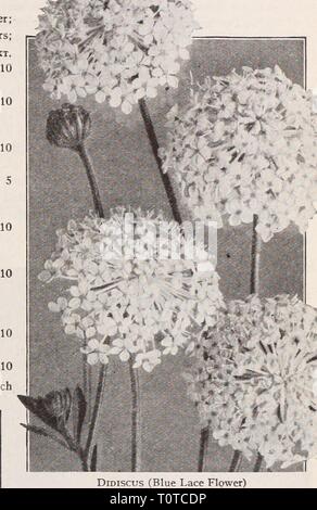 Dreer's garden prenota Henry Dreer's garden prenota / Henry A. Dreer. dreersgardenbook1931dree Anno: Dreer cinque belle annuari. Vedere piastra colorato di fronte pagina 49. Didiscus (Blu fiore di pizzo) Giant Shirley Foxgloves DidisCUS (Blu fiore di pizzo) per pKT 2351 Coeruleus. Questa bella e interessante fioriture annuali più profusamente da luglio a novembre; inoltre ampiamente utilizzato per la primavera precoce fioritura in una serra fredda; la loro squisita pallido fiori di lavanda sono eccellenti per il taglio; le piante crescono circa 18 pollici alto e hanno come molti come 50 fiori aperti in corrispondenza di un tempo. (Vedere taglio.) J oz., 50 cts $0 1 Foto Stock