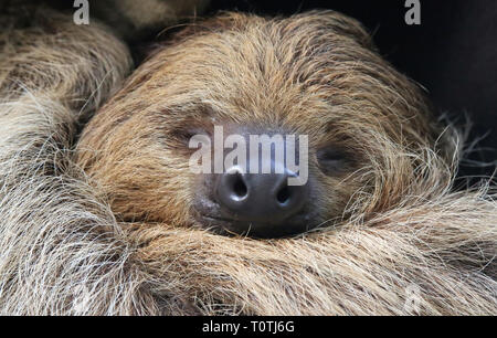 Vista ravvicinata di un due dita bradipo (Choloepus didactylus) Foto Stock