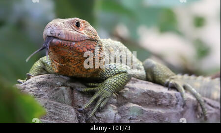 Vista ravvicinata di un caimano settentrionale Lizard (Dracaena guianensis) Foto Stock