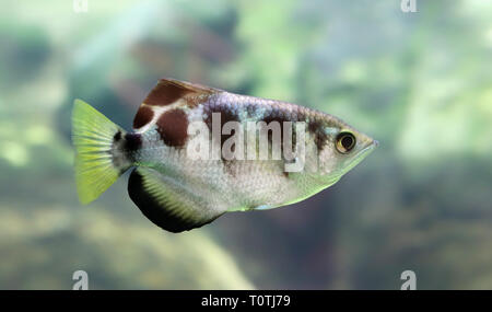 Vista ravvicinata di un Archerfish nastrati (Toxotes jaculatrix) Foto Stock