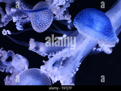 Vista ravvicinata di un australiano spotted medusa (Phyllorhiza punctata) Foto Stock