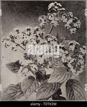 Dreer's garden prenota settanta-terza Dreer's garden prenota : settanta-Terza edizione annuale 1911 dreersgardenbook1911henr Anno: 1911 HELIOTROPES. Heliotropes sono grandi favoriti, principalmente per tener conto della loro deliziosa fragranza; essi crescere liberamente sotto vetro e può essere piantato in frontiera aperta durante l'estate. Centefleur. Ricco, violetto con occhio bianco. Capotribù. Lilla, grande architrave. Mastodonte. Luminose viola-blu con occhio di luce. Mme. de Blonay. Grande architrave, nearfy bianco puro. Picciola. Viola-blu con occhio bianco. 10 cts. Ogni; $1.00 per doz. HIBISCUS SINENSIS. (Cinese Hibiscus ) ben-kn Foto Stock