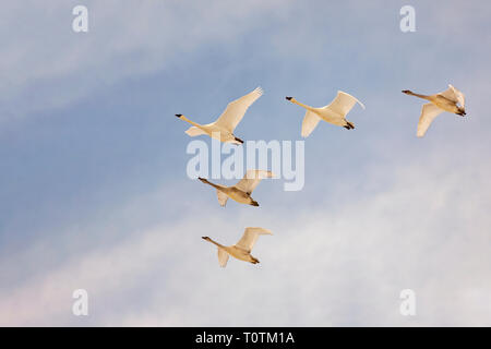 Trumpeter swans volare insieme in una formazione di V con un bel blu e il cielo nuvoloso Foto Stock