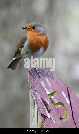 Unione robin (Erithacus rebecula) seduto su un palo di legno con inciso il numero 5. Foto Stock