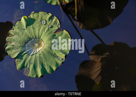 Acqua giglio foglia in autunno. Suzhou, provincia dello Jiangsu, Cina. Dall umile Administrator's Garden. Foto Stock