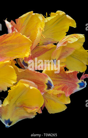Luminose colorate fotografia macro di un insieme di petali di un giallo rosso parrot tulip blossom su sfondo nero Foto Stock