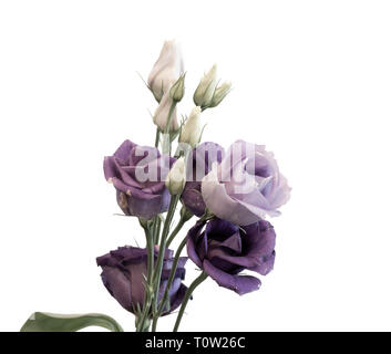 Arte ancora vita alta chiave colore pastello macro di un mazzetto di blu violetto lisianthus / vistose prairie genziana / texas bluebell fiorisce in backgr bianco Foto Stock