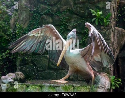 Minor aiutante cicogna nel mondo naturale, essi sono classificati nella lista rossa degli animali rari in Vietnam. Questo uccello è in grado di pesare quasi 10kg quando growi Foto Stock