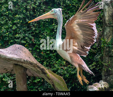 Minor aiutante cicogna nel mondo naturale, essi sono classificati nella lista rossa degli animali rari in Vietnam. Questo uccello è in grado di pesare quasi 10kg quando growi Foto Stock