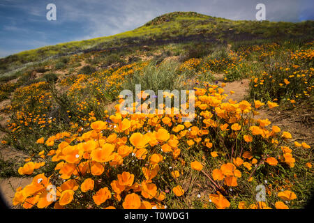 Super Bloom di papaveri e altri fiori selvatici al Lago di Elsinore, CALIFORNIA, STATI UNITI D'AMERICA Marzo, 2019 Foto Stock