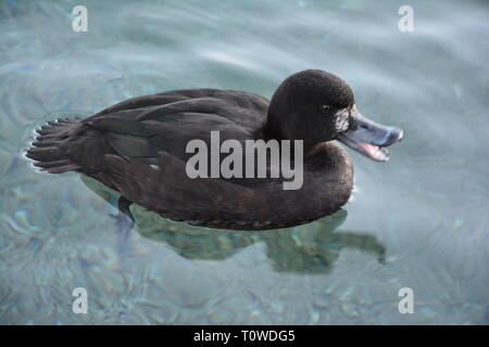 Nuova Zelanda scaup o un black teal, femmina adulta nuotare in un lago. Foto Stock
