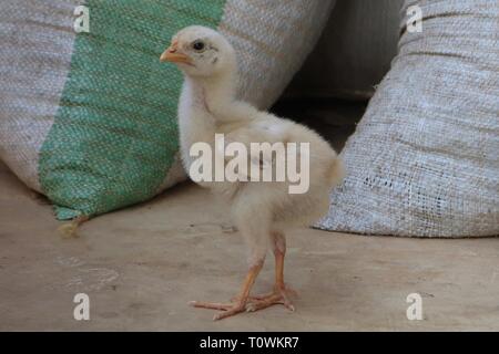 Ritratto di un giovane giallo feroce cercando pulcino di fronte sacchi del caffè in grani Foto Stock