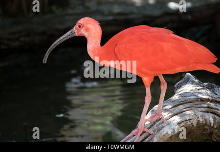 La Scarlet Ibis (Eudocimus ruber) su una struttura a spiovente sulle rive del laghetto. Foto Stock