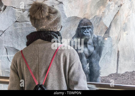 La donna guarda enormi Gorilla Silverback maschio dietro il vetro in zoo. Gorilla fissando lo zoo femmina visitatore in Bioparco di Valencia, Spagna Foto Stock