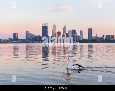 Pellicano australiano (Pelecanus conspicillatus) sul Fiume Swan Foto Stock