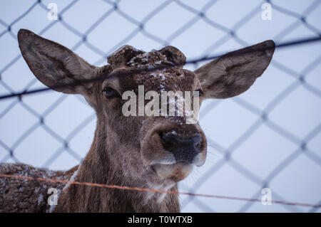 Ritratto di un triste capriolo a Valea Zimbrilor santuario, Vama Buzaului, in inverno tempo dietro il recinto. Foto Stock