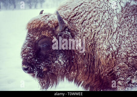 Closeup ritratto di un bisonte europeo (Bison bonasus) su un giorno nevoso in habitat naturali Foto Stock