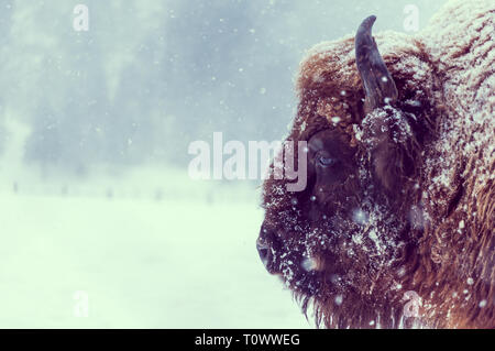 Closeup ritratto di un bisonte europeo (Bison bonasus) su un giorno nevoso in habitat naturali Foto Stock