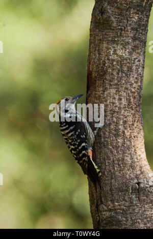 Brown fronteggiata picchio, Dendrocoptes auriceps, Sattal, Uttarakhand, India. Foto Stock