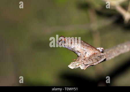 Rana cornuta, Megophrys ancrae, Namdapha Riserva della Tigre, Arunachal Pradesh, India. Foto Stock