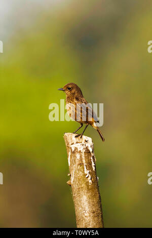 Pied bush chat, Saxicola caprata, Kolhapur, Maharashtra, India. Foto Stock