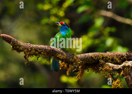 Blu-throated barbet, Sattal, Uttarakhand, India. Foto Stock