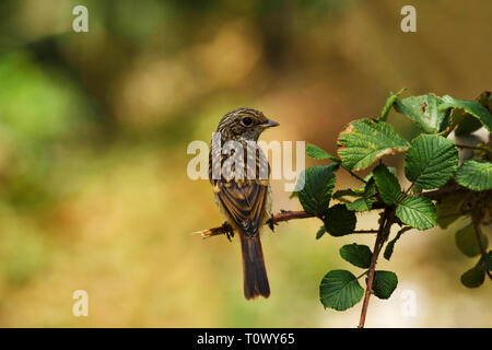 Grigio Bushchat, femmina, Pangot, Uttarakhand, India. Foto Stock