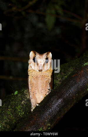 Sri Lanka bada gufo, Phodilus assimilis, Valaparai, Tamilnadu, India..endemico per l'isola di Sri Lanka e i Ghati occidentali Foto Stock