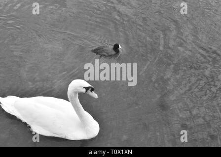 Splendidi uccelli nel Lake Eola Park nel mezzo di Orlando, Florida. Foto Stock