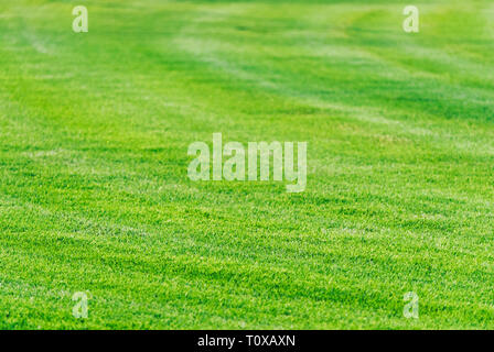 Perfetto falciare l'erba verde prato sfondo. Campo da golf parco giochi a Dubai. Il taglio di erba depositata texture. Foto Stock