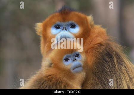 La madre e il bambino Golden rampognare-annusò scimmia (Rhinopithecus roxellana) Foto Stock